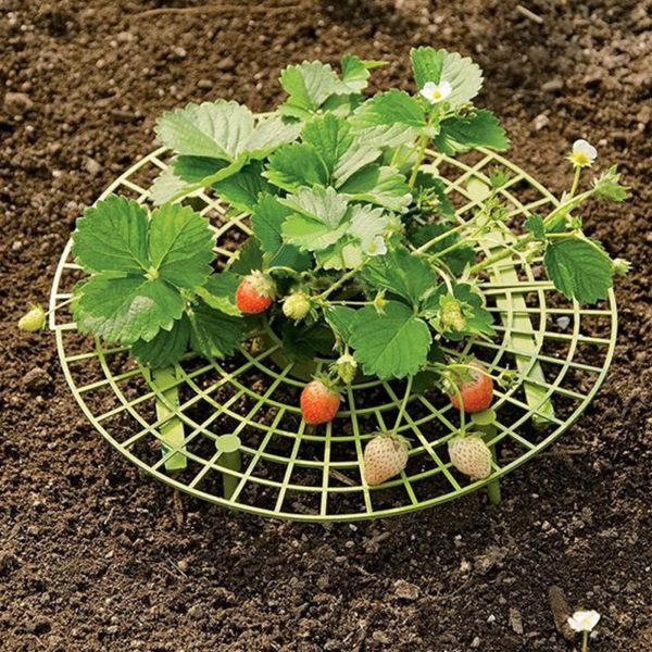 

strawberry plant support cradle rack strawberry plastic rack for strawberry gardening supplies 5 pcs