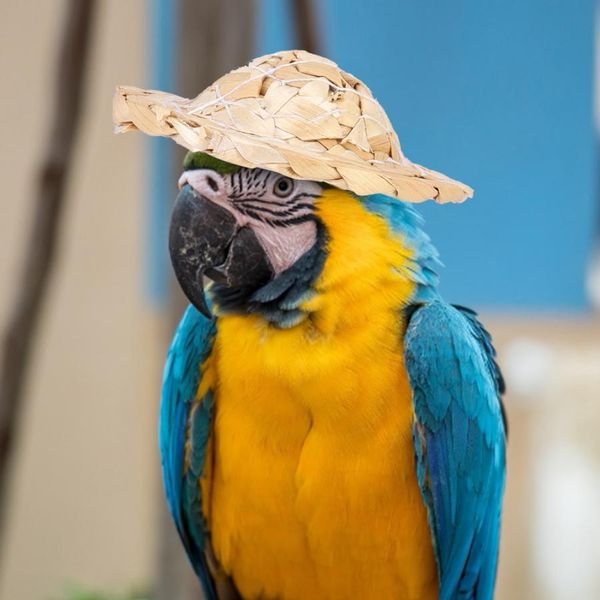 

6pcs / пакет моды тканые соломенная шляпка parrot parrot аксессуары соломенная шляпка игрушки (small