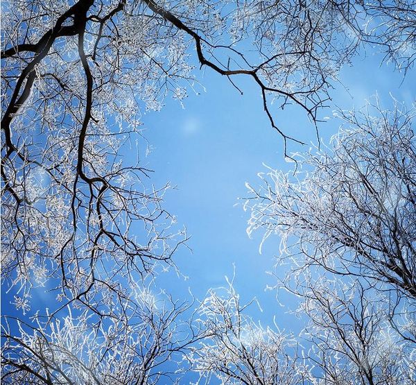 

глядя на небо, ветви, большой росписи водонепроницаемый холст самоклеящаяся съемный стикер 3d гостиная потолок спальни wallpaperr