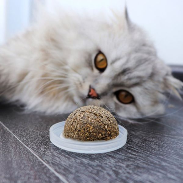 

catnip игрушки для кошек здоровая кошка закуски натуральный органический кошачья мята cat игрушки домашнее животное играть в мяч с крышкой д