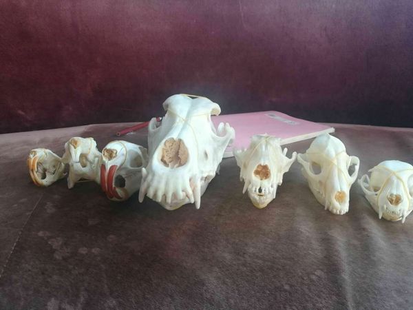 

1 комплект / череп животного образцов bone качество (природный череп) как изображение