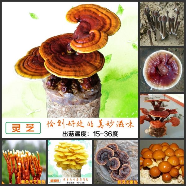 

100pcs fresh real edible fungi succulents potted mushroom oosementes