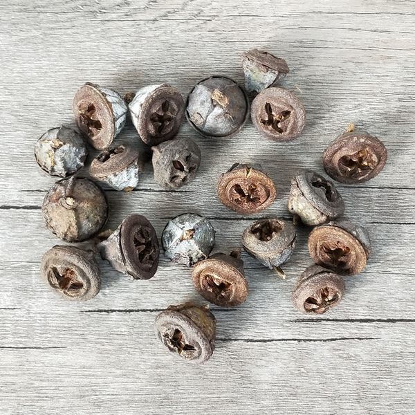 2019 Natural Dried Flower Fruit Ornaments For Vase Filler Bowl