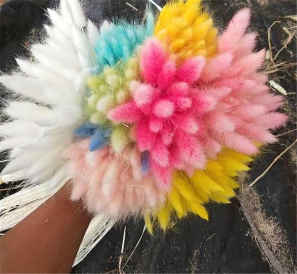 Acheter Hot Home 20 Tiges Naturelles Fleurs Séchées Coloré Lagurus Ovatus Véritable Bouquet De Fleurs Pour La Maison De Mariage Décoration Lapin Queue