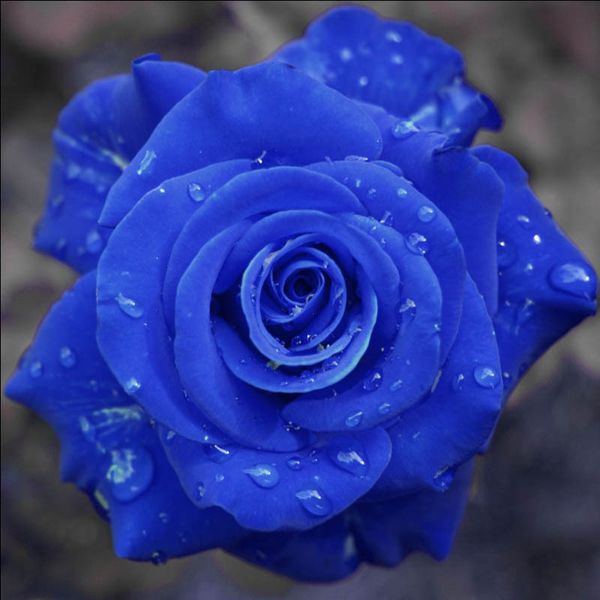 

garden rose seeds blue rosa flower plant
