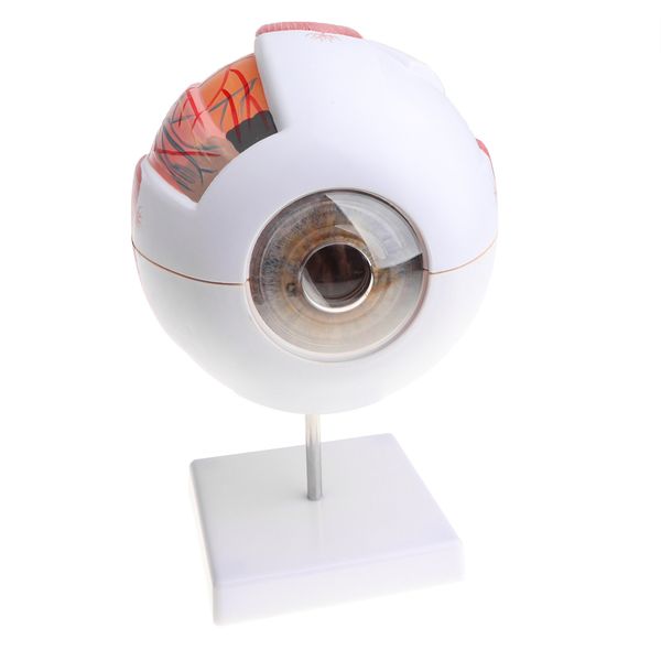 

educational human eye ball model students biology study kit lab ornament