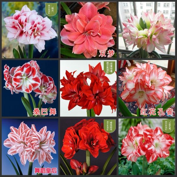 

20шт fresh real hippeastrum rutilum oobonsai цветок f