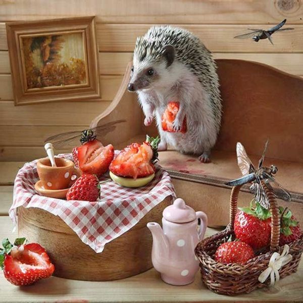 

Full Square/Round Drill 5D DIY Diamond Painting kits "Hedgehog" cross stitch Mosaic Home Decor crafts Art Experience toys Gift A0769