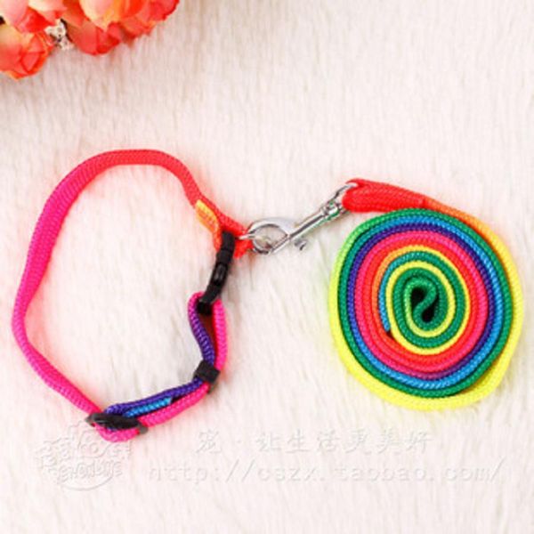 

pets rope neck walk a colorful ribbon dog pull bring