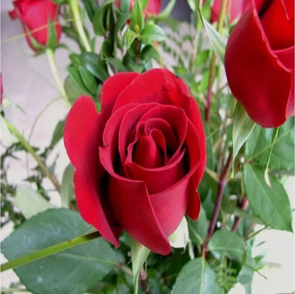 

colorful rainbow easy-growing perennial flower seeds bonsai bloom rose seeds 100 pieces garden beautiful flower seed diy home plant/garden