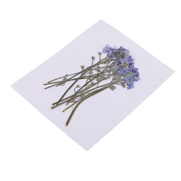 

10pc real pressed dried flowers for art craft scrapbooking card making decor