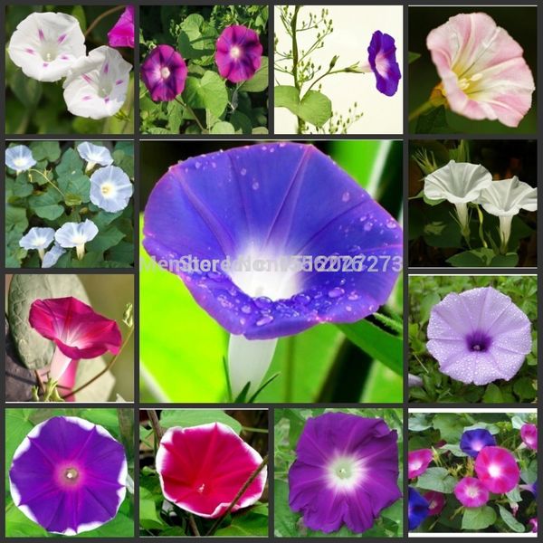 

50pcs fresh real morning glory climbing pse-edss balcony garden flower oosementes