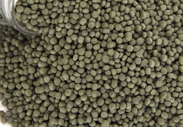

показа goldfish поок high helix водоѬоли koi fish food пиѬђлина не мђной вод мале Ѭб