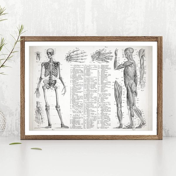 Ainting & Calligraphy Human Anatomy Poster Canvas Painting Wall Picture