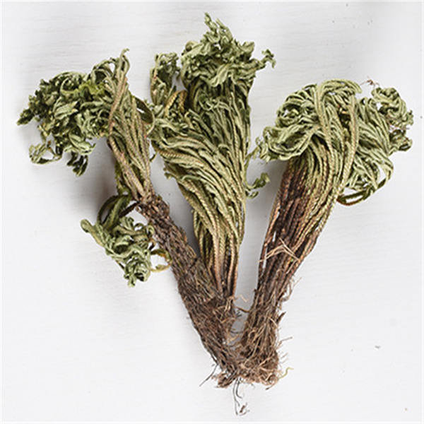 

new 2pc long dried flower magic resurrection plant rose of jericho dinosaur plant air fern selaginella moss dry plants