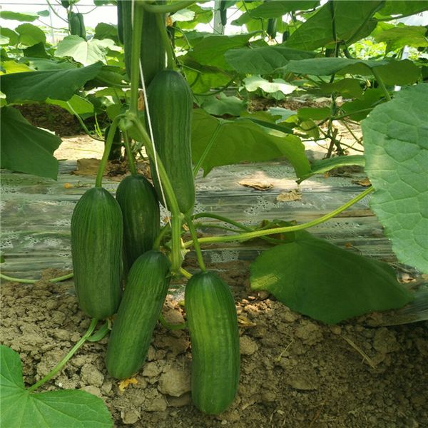 

Suntoday китайский PICKLING CUCUMBER Parthenocarpy Cucumis Sativus Семена овощей Азиатский сад Завод Гибри