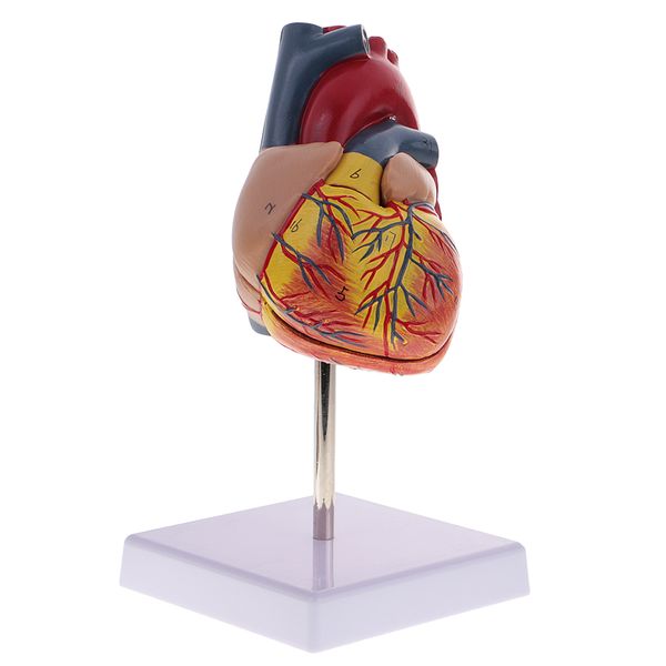 

1:1 new life size human heart model school learning kit educational ornament