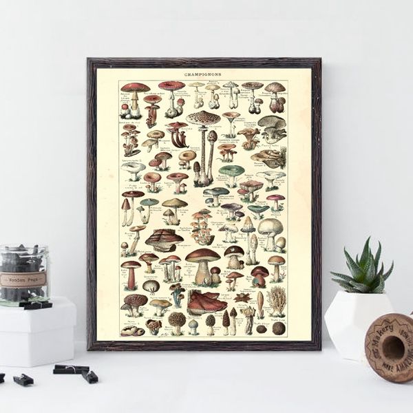 

antique botanical prints vintage mushroom poster french version educational wall art canvas painting picture home wall decor other home deco
