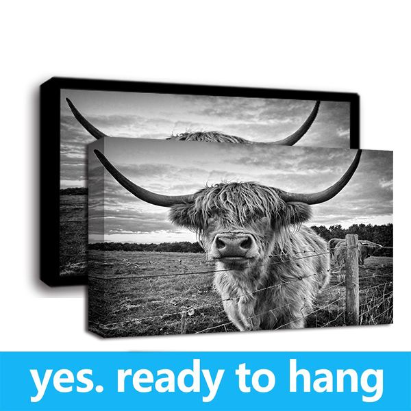 

australia wall art posters and prints black white highland cow canvas painting for living room yak home decor - ready to hang - framed