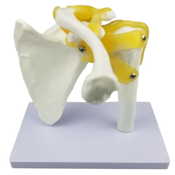 

shoulder joint human anatomy model with functional ligaments tools