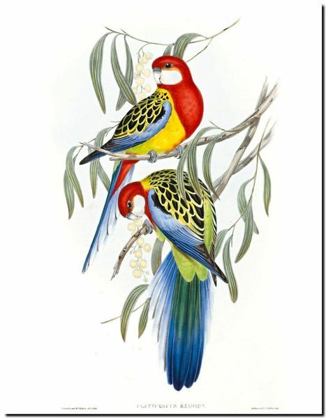 

John Gould Australian Bird Art Eastern Rosella Home Decor Handpainted &HD Print Oil Painting On Canvas Wall Art Canvas Pictures 191118