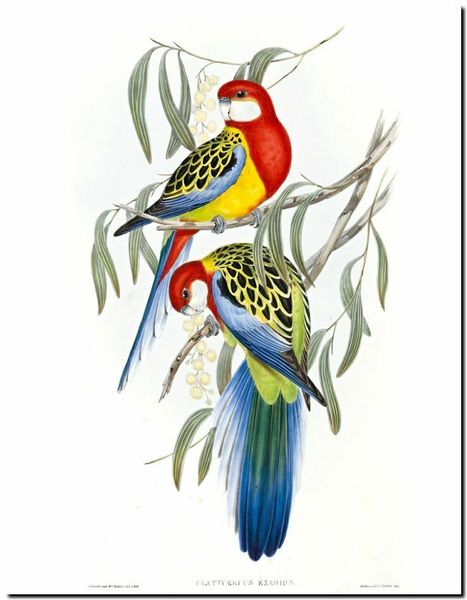 

john gould australian bird art eastern rosella home decor handpainted &hd print oil painting on canvas wall art canvas pictures 191118