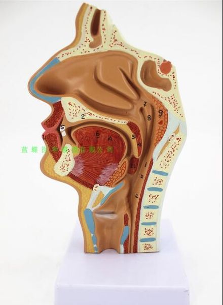 

nasal cavity, oral cavity, larynx, pharynx model nasal cavity longitudinal section model human cavity orthodontic anatomy