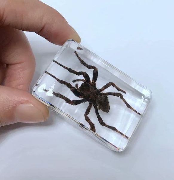 

discount sale creative so 1 cool specimen books tools home decorative gift, Silver