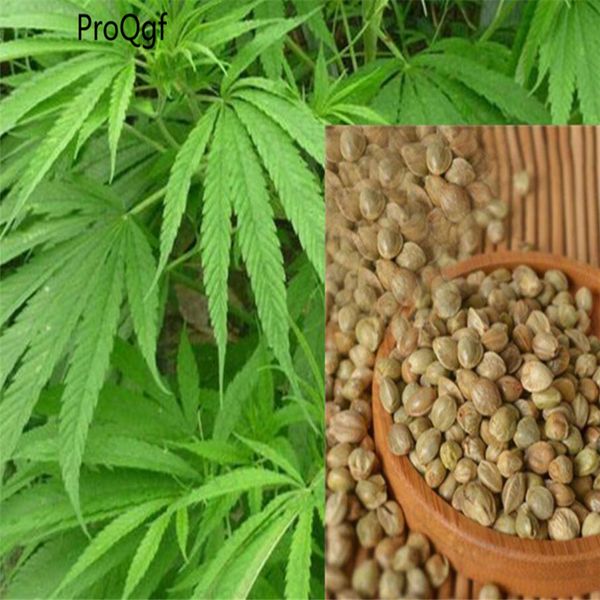 

1000pcs a set seeds female seeds medical