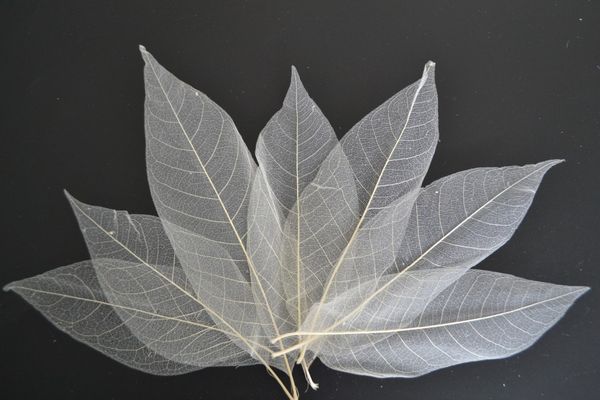 

200pcs natural magnolia skeleton leaf leaves diy crafts card making scrapbooking in nature white color in 3 size