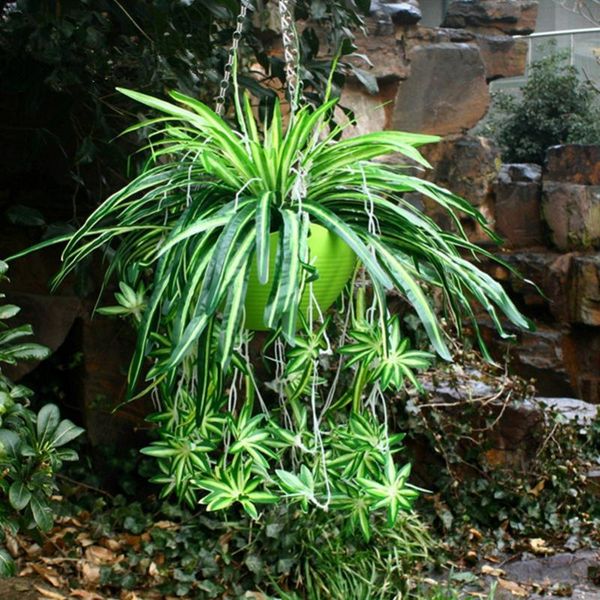 

artificial flower bracketplant chlorophytum orchids plastic rattan wall flower silk artificial plant home decor