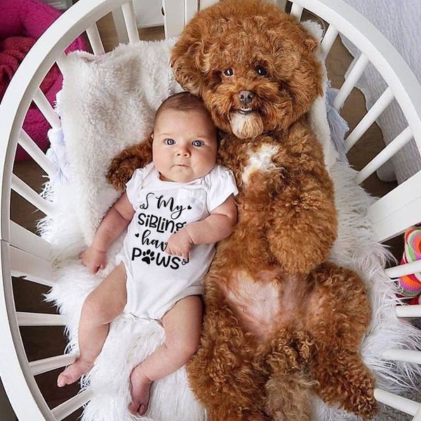 

my sibling have paws infant newborn baby girls boys short sleeve letter print romper jumpsuit outfit kids summer clothes, Blue