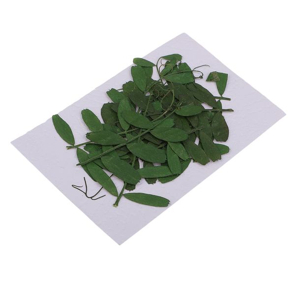 

10 pieces pressed dried bean leaves diy embellishments card making crafts