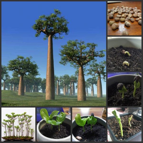 

100% real fresh rare artocarpus houmianbao tree s