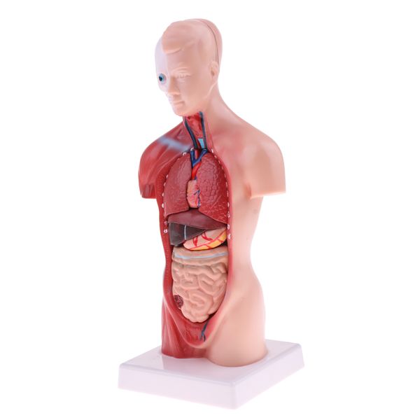 

anatomical 28cm human torso viscera heart brain skeleton practice model kits educational toy lab equipment