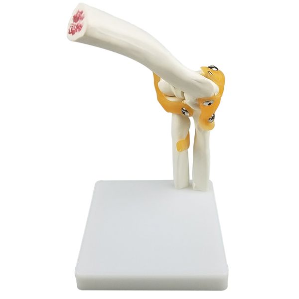 

1:1 human elbow joint model| with ligaments and display base | children teaching and learning tools, education supplies