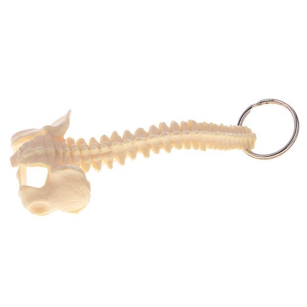 

mini human spine skeleton model key ring school learning tools lab supplies