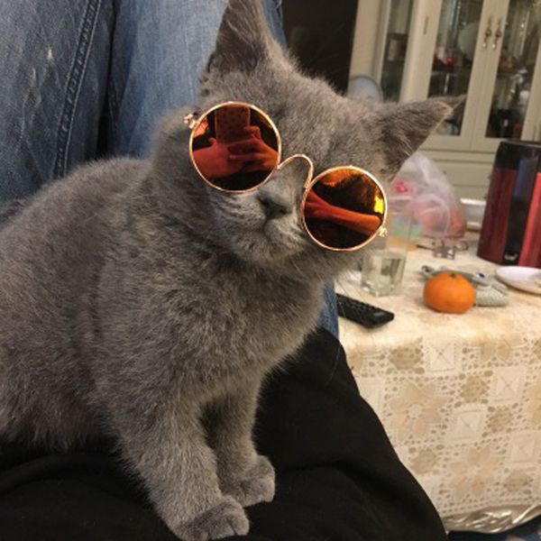 

cute and funny pet sunglasses classic retro circular metal prince sunglasses for cats or small dogs fashion costume