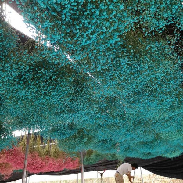 

1bundle 45-50cm dried flower gypsophila diy wedding party p props natural plant dried flowers cafe library home decoration