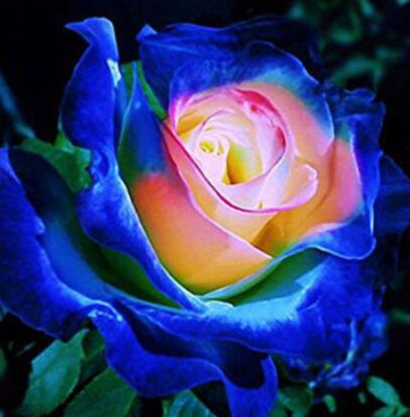 Rare Black White Desert Rose Seeds Adenium Obesum Flower Perennial