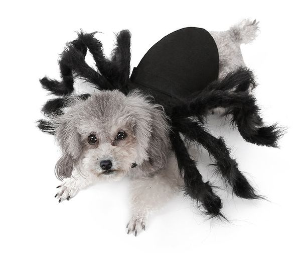 

halloween pet cat паук костюм осваивать одежда для кошек и маленьких собак halloween party dress up фестиваль украшения косплей собаки ткань