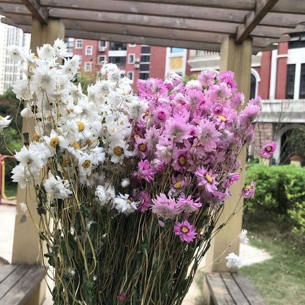 

1-2.5cm head / 45-50g real природные сушеные цветы rudan птица, мини daisy сухой rodance, малый daisys цветочный букет для украшения дома