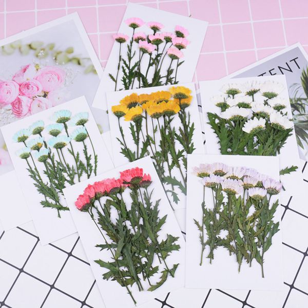 

decorative flowers & wreaths 10pcs/pack real pressed flower leaves dried for resin jewelry diy phone case decoration bookmark scrapbooking
