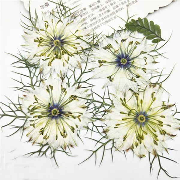 

love in a mist flowers manufacturers promotion dried pressed flowers for candle / bookmark decoration ent
