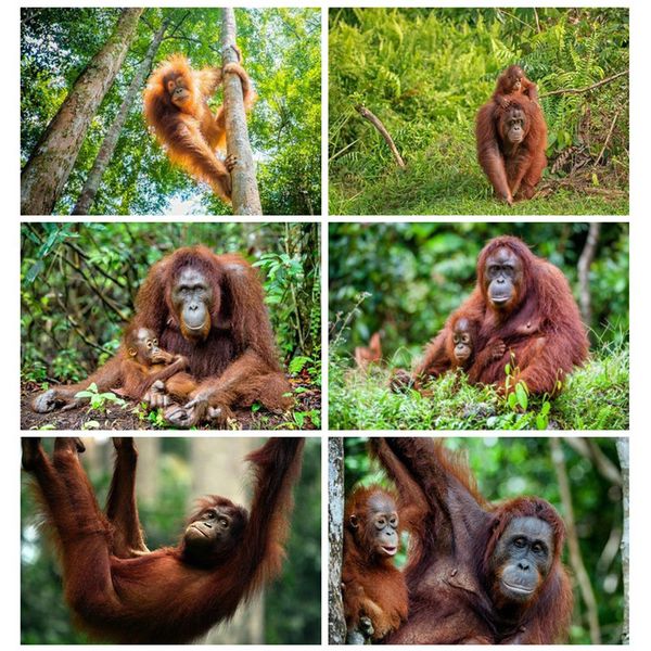 

huacan 5d diamond painting orangutan animal full square diamond embroidery cross stitch home decor handmade