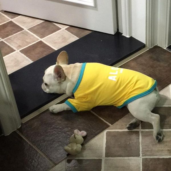 

dog clothes spring and summer thin style fadou teddy bago pet clothing cat popular brand cotton keji short style