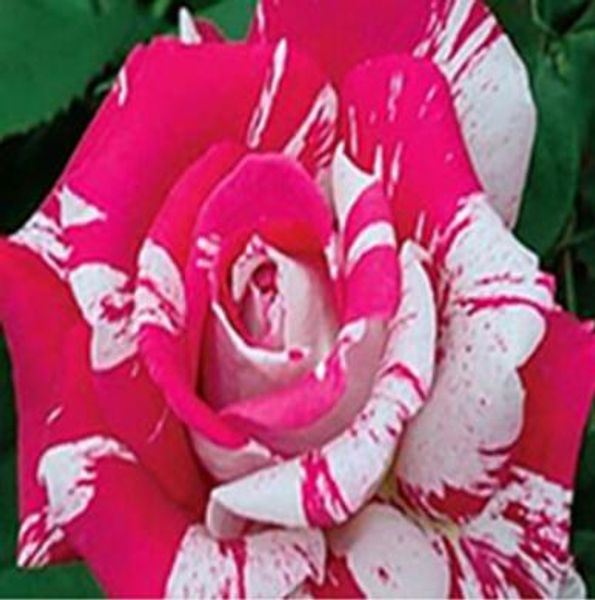 Rare Black White Desert Rose Seeds Adenium Obesum Flower Perennial