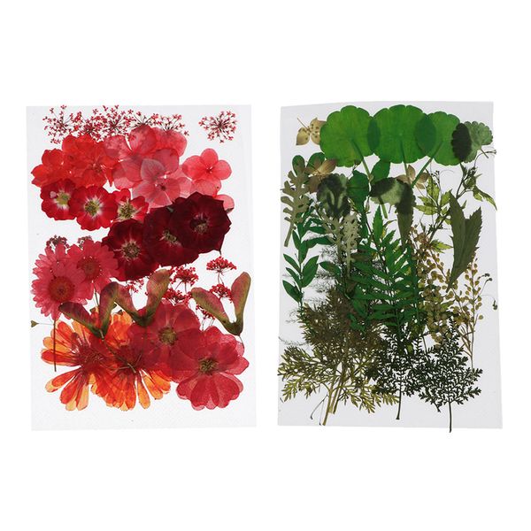 

2pcs natural real pressed dried flowers diy scrapbook leaves