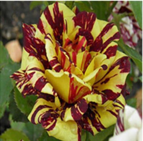 Rare Black White Desert Rose Seeds Adenium Obesum Flower Perennial