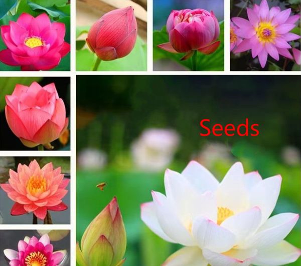 

20 lotus seeds bowl lotus hydroponic plant seeds four seasons indoor aquaculture potted flowers water lily aquatic